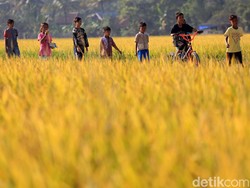 Menggeluti Tani, Para Milenial Ini Hasilkan Omzet hingga Ratusan Juta