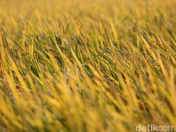 Kementan Tegaskan UU Ciptaker Berpihak pada Petani Lokal