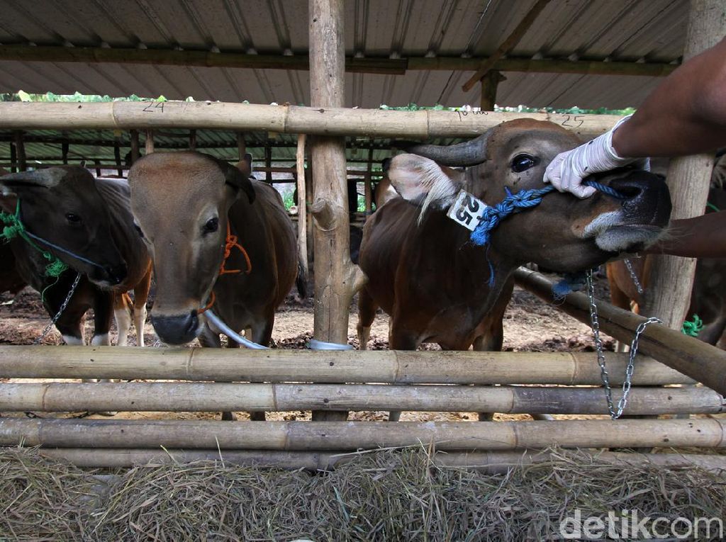 Pemotongan Sapi Tak Manusiawi Disorot, MPU Aceh Punya Fatwa Sendiri Pemotongan Sapi Tak Manusiawi Disorot, MPU Aceh Punya Fatwa Sendiri