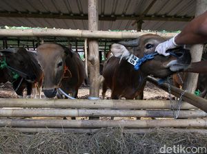 Pemotongan Sapi Tak Manusiawi Disorot, MPU Aceh Punya Fatwa Sendiri Pemotongan Sapi Tak Manusiawi Disorot, MPU Aceh Punya Fatwa Sendiri