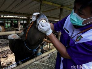 Solo Perketat Pemeriksaan Hewan Kurban