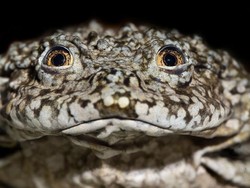Ilmuwan Galang Kekuatan untuk Selamatkan Katak Kantong Buah Zakar Raksasa
