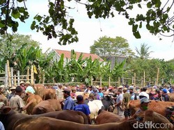 Sapi-Kerbau di Magelang Dilarang Diperjualbelikan hingga 20 Juni