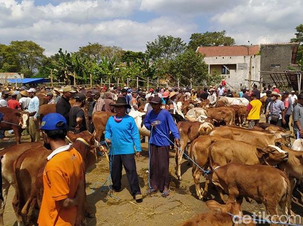 Jelang Idul Adha, Pasar Hewan Muntilan Ramai