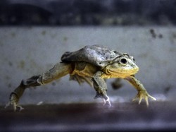 Bahaya! Katak Kantong Buah Zakar Terancam Punah