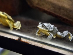 Mengenal Hewan Vertebrata: Ciri-ciri, Kategori, dan Contohnya