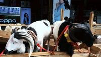 Ketika Hewan Kurban Mejeng di Gerai Ponsel