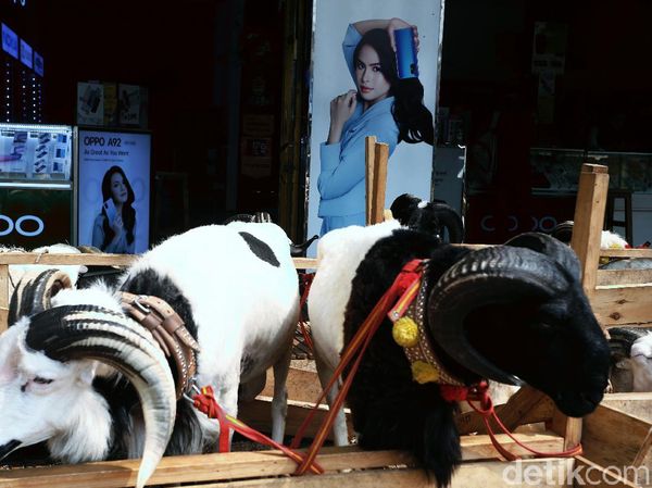 Ketika Hewan Kurban Mejeng di Gerai Ponsel