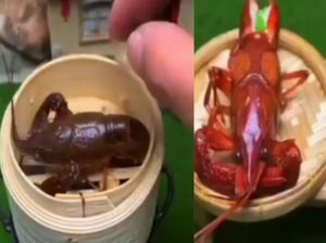 Serba Kecil, Masak Lobster Mini Pakai Miniatur Kompor!