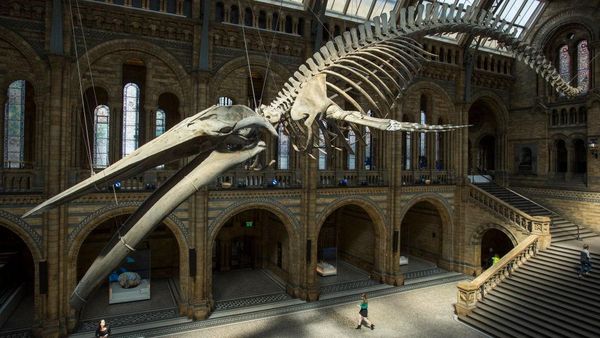 Ini Lho Museum Kerangka Hewan Terbesar di Dunia