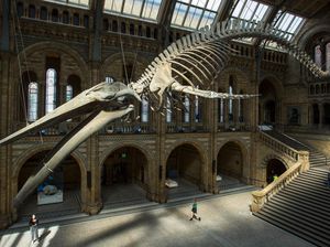 Ini Lho Museum Kerangka Hewan Terbesar di Dunia Ini Lho Museum Kerangka Hewan Terbesar di Dunia