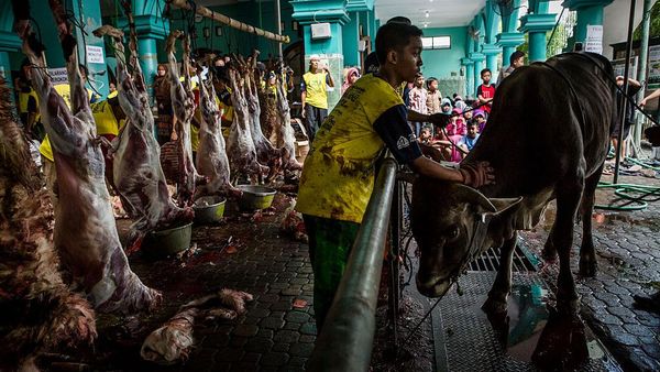 Begini Panduan Potong Kurban di Era New Normal