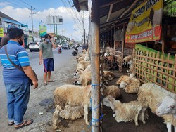 Curhat Pedagang Hewan Jelang Idul Adha: Jualan Turun Signifikan!