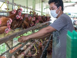Harga Jual Ayam Turun, Pengamat Minta Pembagian Kerja Kementan & Kemendag