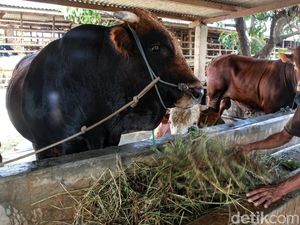 Cara Aman Salat Idul Adha di Masa Pandemi agar Tak Tertular Corona