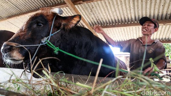Potret Sapi Kurban Jokowi Seberat 1,1 Ton