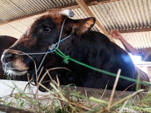 Warga Hendak Berkurban di Banda Aceh Naik, Daging Diantar ke Rumah Penerima