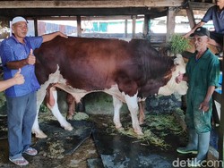 Ini Sapi Kurban 940 Kg Dibeli Jokowi di Maros, Dimandikan Sehari 3 Kali