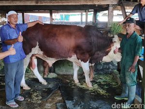 Ini Sapi Kurban 940 Kg Dibeli Jokowi di Maros, Dimandikan Sehari 3 Kali Ini Sapi Kurban 940 Kg Dibeli Jokowi di Maros, Dimandikan Sehari 3 Kali