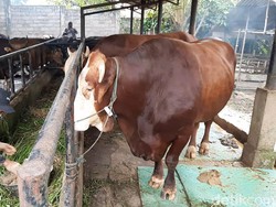 Sapi Jokowi untuk Idul Adha di Jambi Dibanderol Rp 68 Juta, Dirawat Istimewa