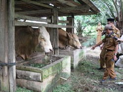 Jokowi Sumbang Sapi Kurban Seberat 1 Ton di Sulawesi Tenggara