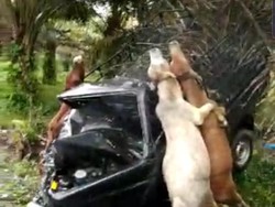 Tabrakan Mobil-Pikap Hewan Kurban di Aceh, 3 Sapi Terjerat hingga Mati