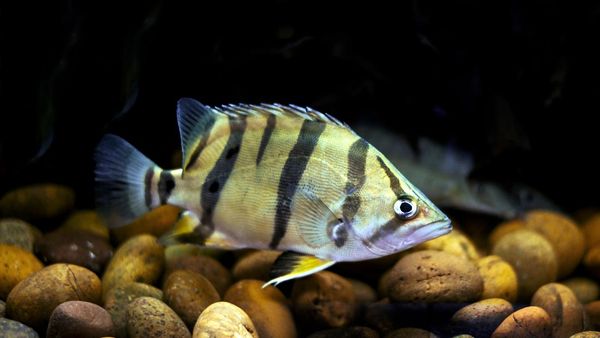 Melihat Lebih Dekat Tiger Fish yang Fenomenal