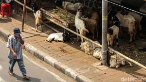 Trotoar Tanah Abang Jadi Tempat Jualan Hewan Kurban