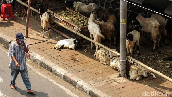 Trotoar Tanah Abang Jadi Tempat Jualan Hewan Kurban