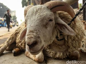 Menag: Penyembelihan Kurban di Tempat Terbuka, Daging Diantar ke Rumah