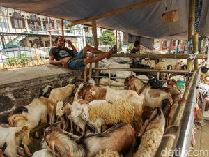 Protokol Jual Beli Hewan Kurban di Masa Pandemi Covid-19