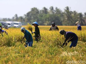 Pertanian RI Perlu Digenjot Lewat Cara Ini