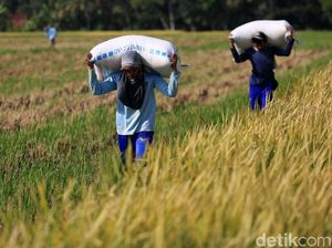 Daya Beli Petani Naik Tipis di Juli