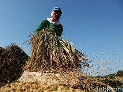 Holding Pangan Ditargetkan September, 6 BUMN Mau Dimerger