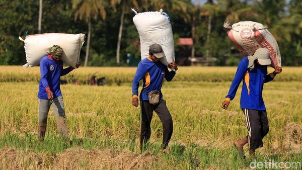 Wow! 400 Hektar Sawah di Cikeusik Panen Raya