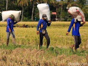 Wow! 400 Hektar Sawah di Cikeusik Panen Raya
