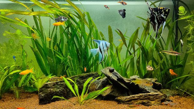 11 Jenis Tanaman Aquascape Untuk Mempercantik Akuarium