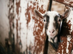 5 Tips Membersihkan Kepala Kambing Sebelum Diolah