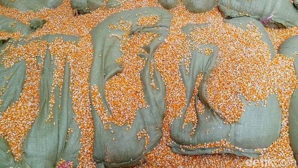 Di Gudang Ini 200 Kg Sabu dalam Karung Jagung Diungkap