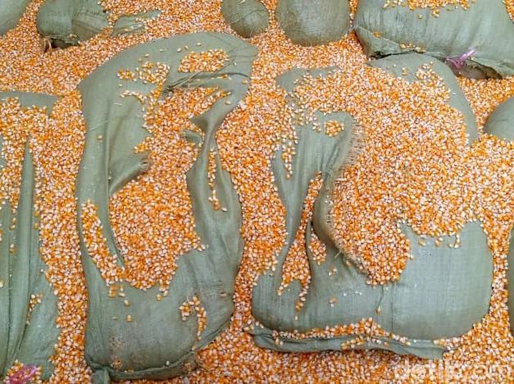 Di Gudang Ini 200 Kg Sabu dalam Karung Jagung Diungkap Di Gudang Ini 200 Kg Sabu dalam Karung Jagung Diungkap