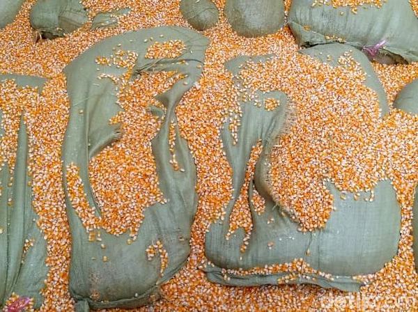 Di Gudang Ini 200 Kg Sabu dalam Karung Jagung Diungkap