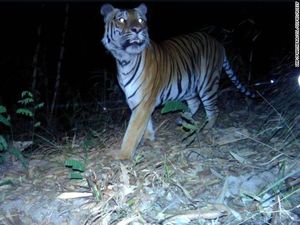 Pertama dalam 4 Tahun, Keberadaan Harimau Terancam Punah Terlihat di Thailand