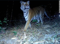 Pertama dalam 4 Tahun, Keberadaan Harimau Terancam Punah Terlihat di Thailand