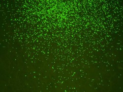 Ilmuwan Jepang Hidupkan Kembali Mikroba Berusia 100 Juta Tahun