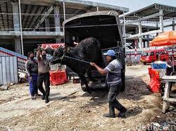 Cara Aman Bawa Hewan Kurban: Bukan Bonceng di Motor!