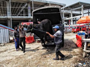 Cara Aman Bawa Hewan Kurban: Bukan Bonceng di Motor! Cara Aman Bawa Hewan Kurban: Bukan Bonceng di Motor!