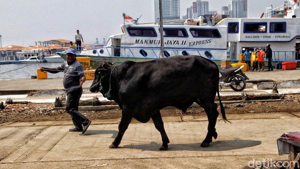 Menengok Pengiriman Hewan Kurban ke Pulau Seribu Jelang Idul Adha