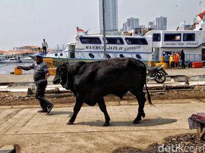 Menengok Pengiriman Hewan Kurban ke Pulau Seribu Jelang Idul Adha