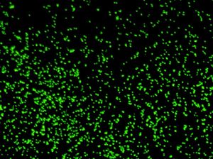 Ilmuwan Hidupkan Kembali Mikroba Berumur 100 Juta Tahun