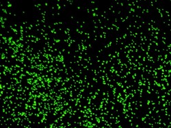 Ilmuwan Hidupkan Kembali Mikroba Berumur 100 Juta Tahun